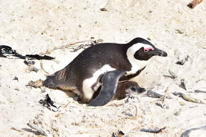 boulders beach (10)