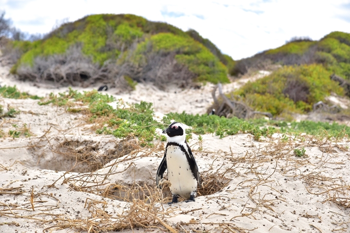 boulders beach (11)