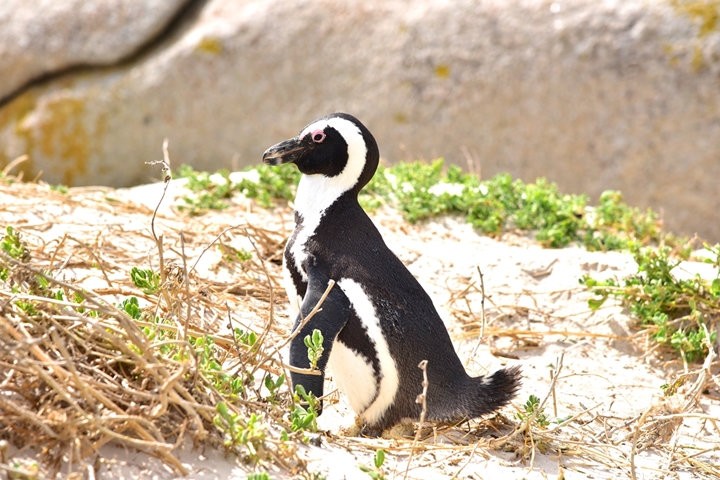 boulders beach (13)