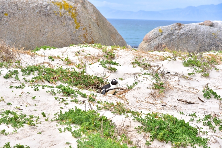 boulders beach (3)