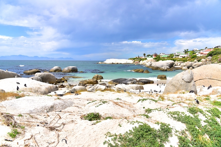 boulders beach (4)