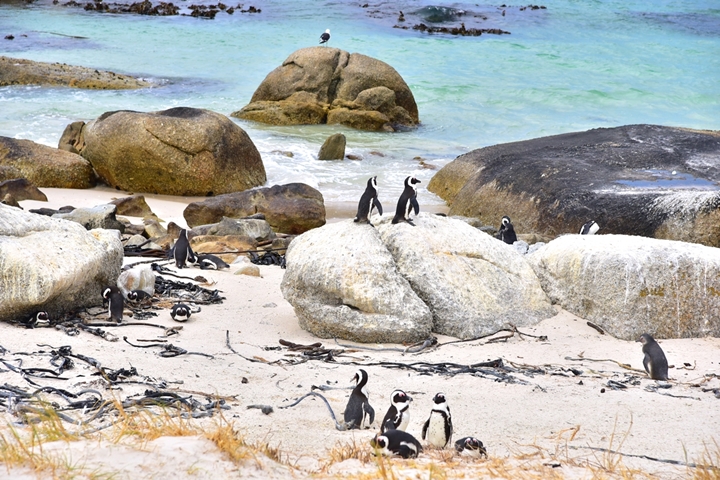 boulders beach (5)