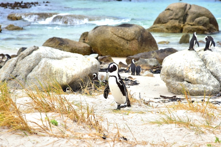 boulders beach (6)