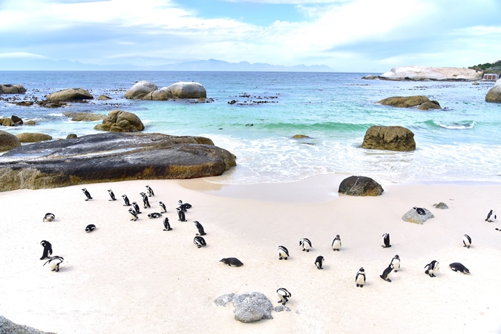 boulders beach (7)
