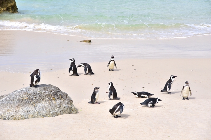 boulders beach (8)