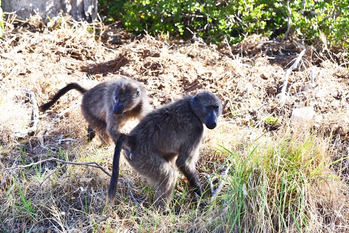 cape of good hope (12)