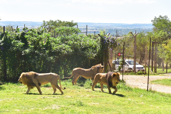 lion park (10)