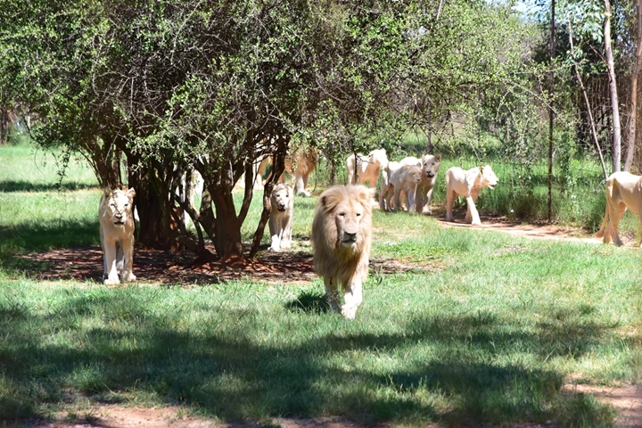 lion park (11)