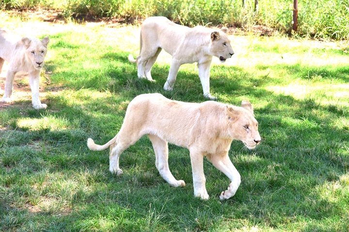 lion park (12)