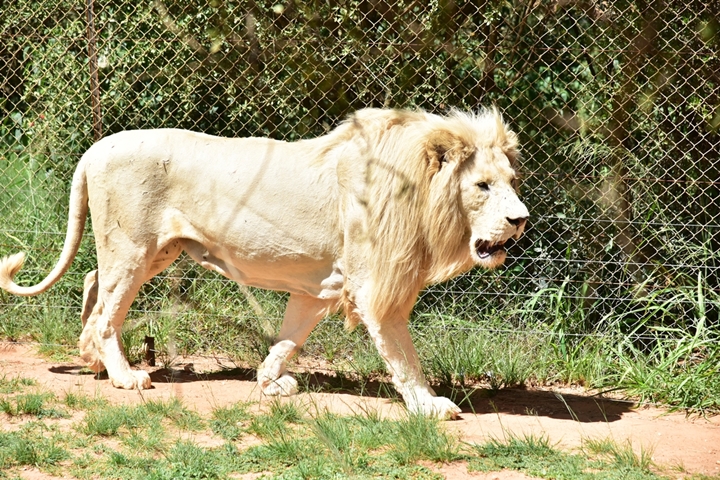 lion park (13)