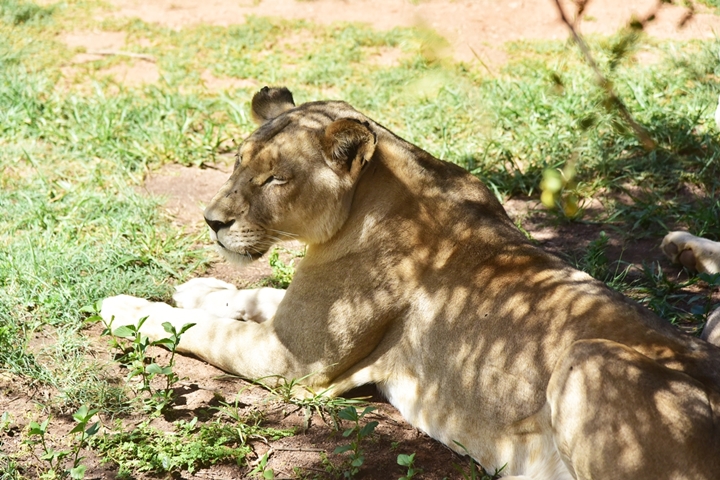 lion park (14)