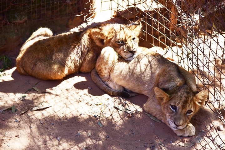 lion park (19)