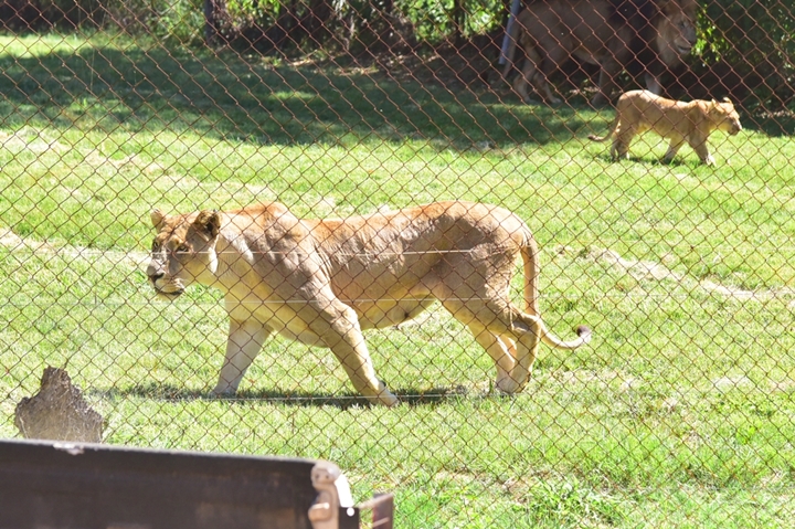 lion park (9)